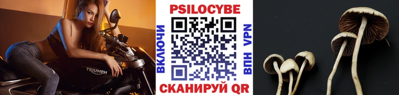 Купить где  Рудня  Галлюциногенные грибы Psilocybe 